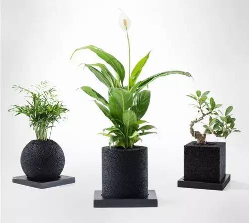 怎么除甲醛靠得牢？竹炭、植物成***“騙局”