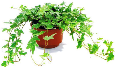 記住這四條規(guī)則，巧用植物甲醛治理！