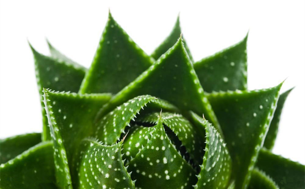 記住這四條規(guī)則，巧用植物甲醛治理！