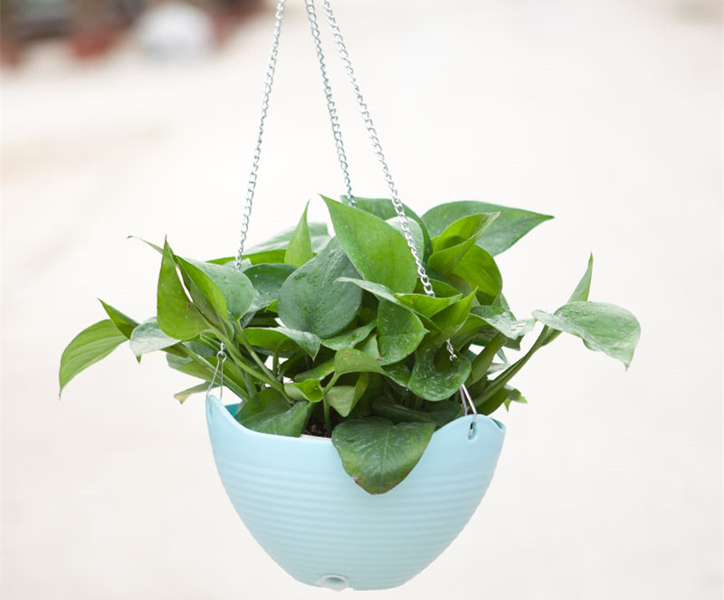 記住這四條規(guī)則，巧用植物甲醛治理！