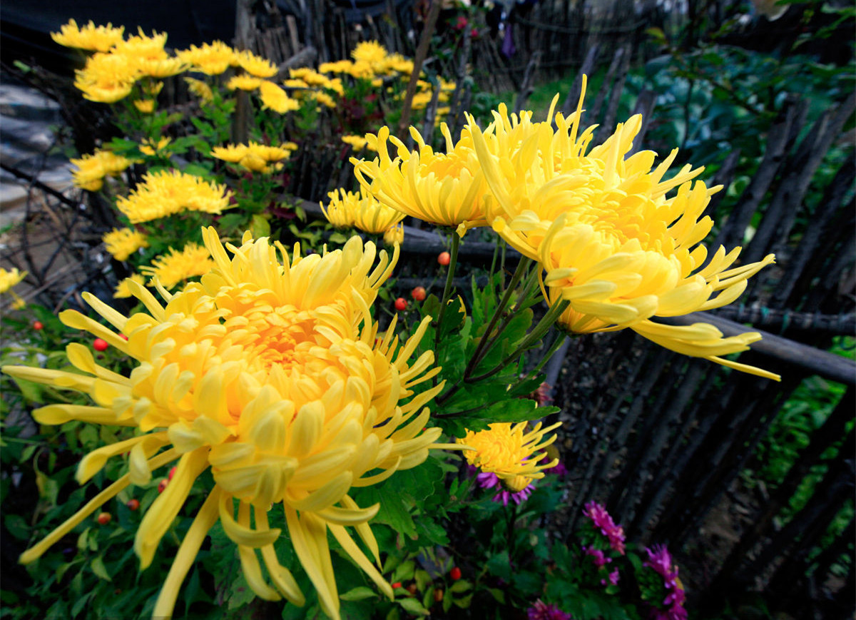 記住這四條規(guī)則，巧用植物甲醛治理！