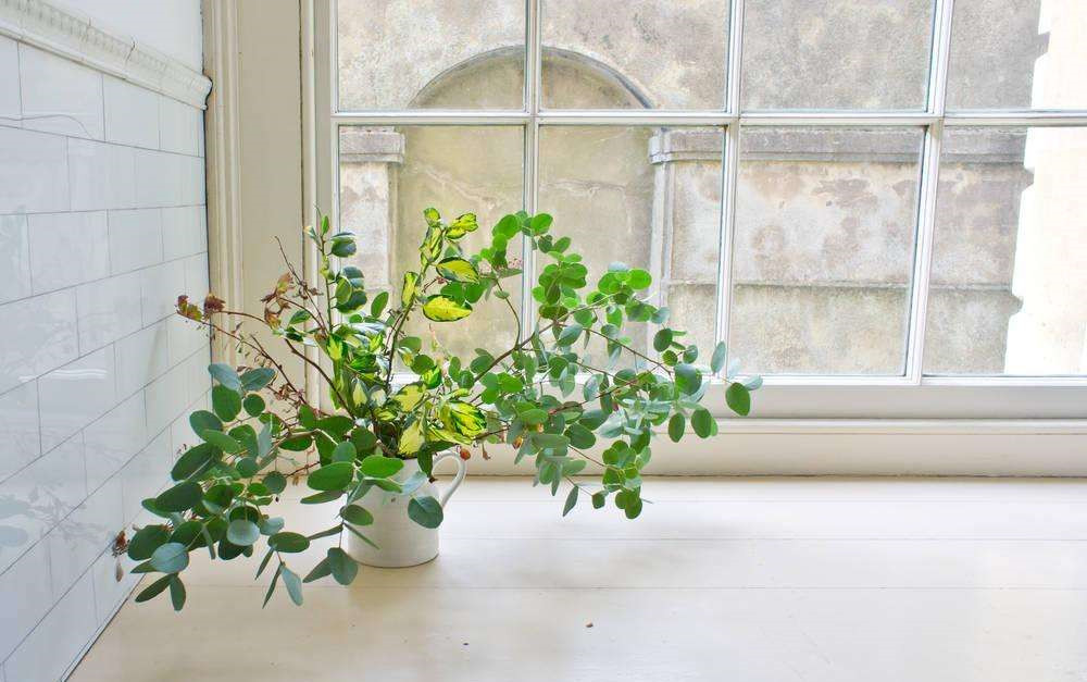 長春藤可吸收甲醛，蘆薈在晚上可吸收二氧化碳進(jìn)行治理