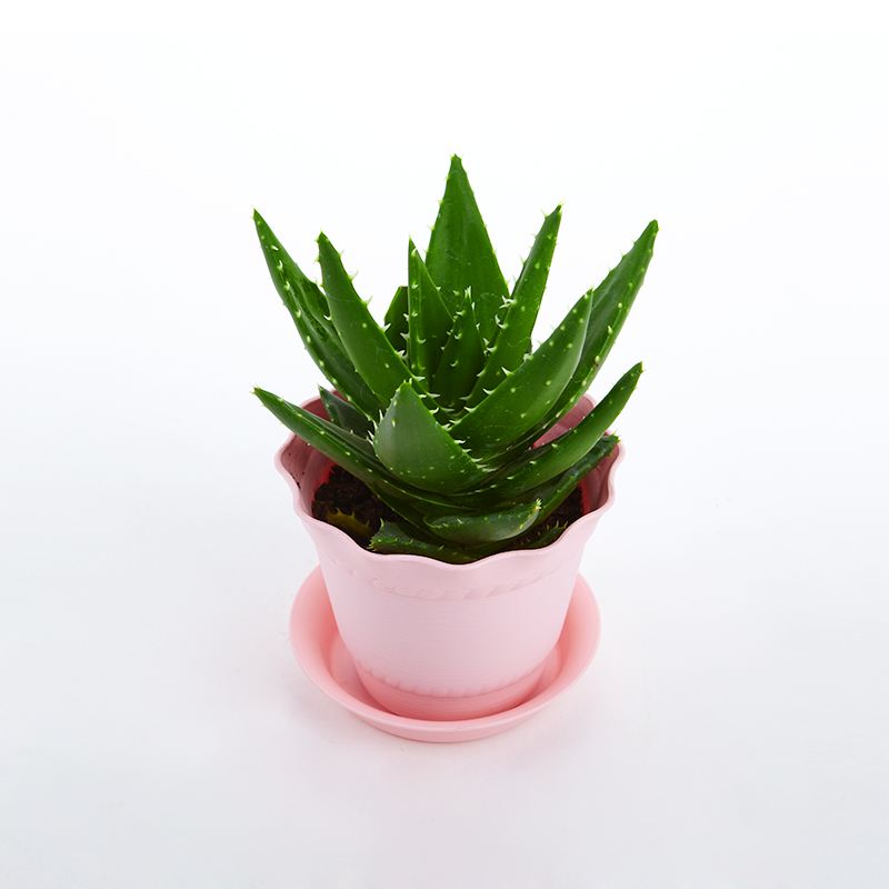 去除房間甲醛的植物有哪些？