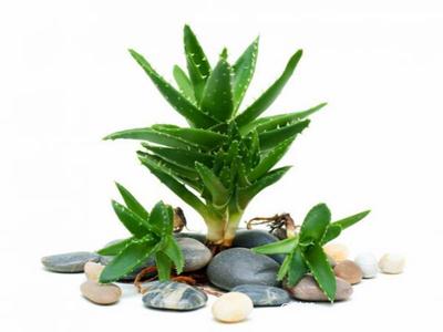 去除房間甲醛的植物有哪些？