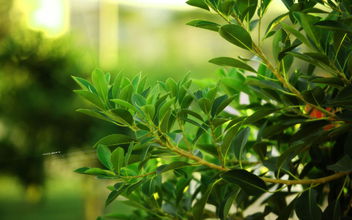 杭州空氣檢測公司最不推薦的除甲醛方法！