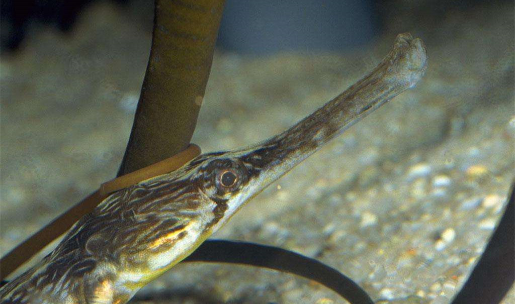 黑心商家添加甲醛讓蝦蟲孱“保鮮”？