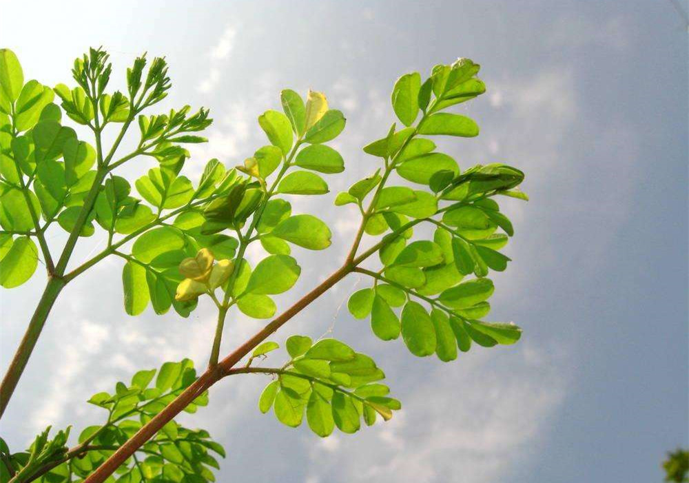 除甲醛的植物有哪些？為了家人趕緊來(lái)看看（值得收藏）！