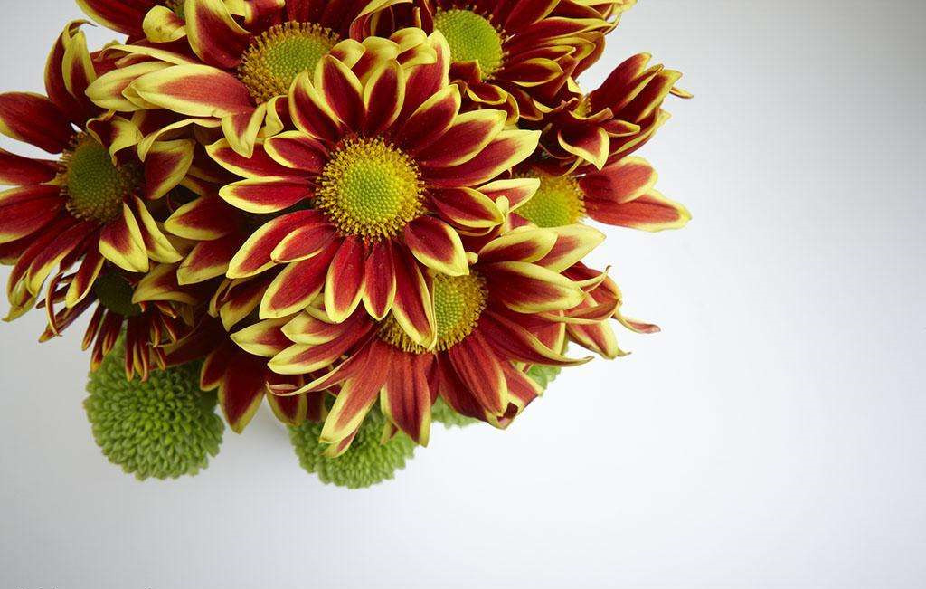 除甲醛的植物有哪些？為了家人趕緊來(lái)看看（值得收藏）！