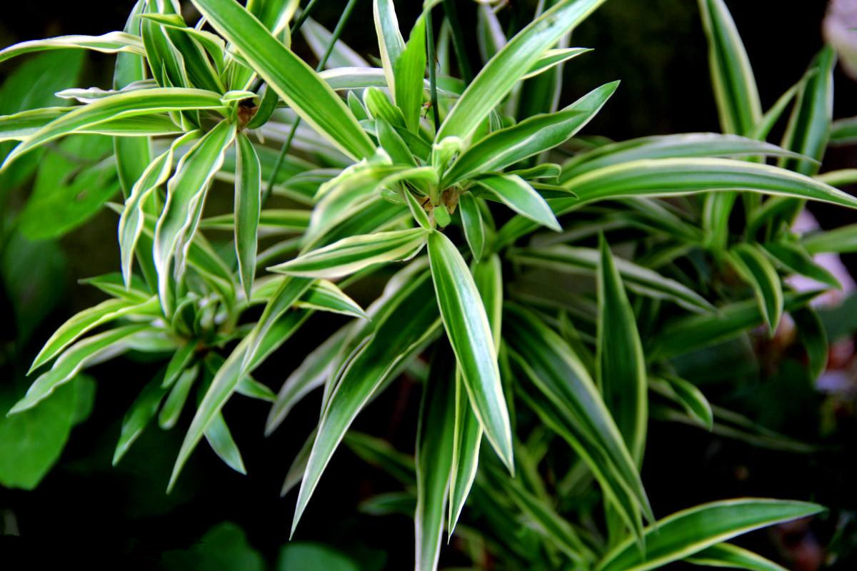 室內(nèi)甲醛超標(biāo)怎么辦，甲醛治理的方法有哪些