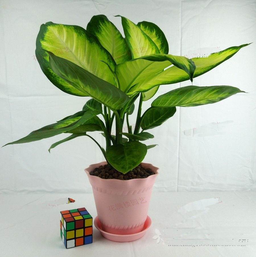 哪些植物可以除甲醛，本事***呢？