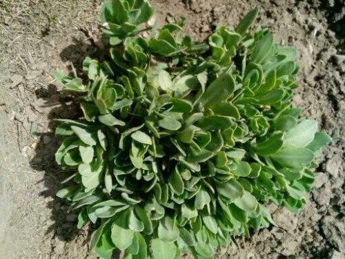 哪些植物可以除甲醛，本事***呢？