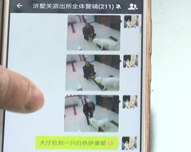 有問題找警察，薩摩耶派出所報案，不注意這件事，對狗狗致命，警察蜀黍卻幫不上忙！