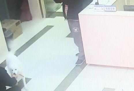 有問題找警察，薩摩耶派出所報案，不注意這件事，對狗狗致命，警察蜀黍卻幫不上忙！