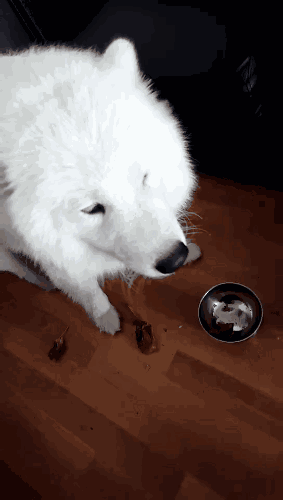 有問題找警察，薩摩耶派出所報案，不注意這件事，對狗狗致命，警察蜀黍卻幫不上忙！