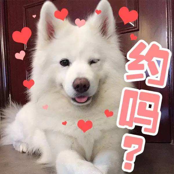 有問題找警察，薩摩耶派出所報案，不注意這件事，對狗狗致命，警察蜀黍卻幫不上忙！