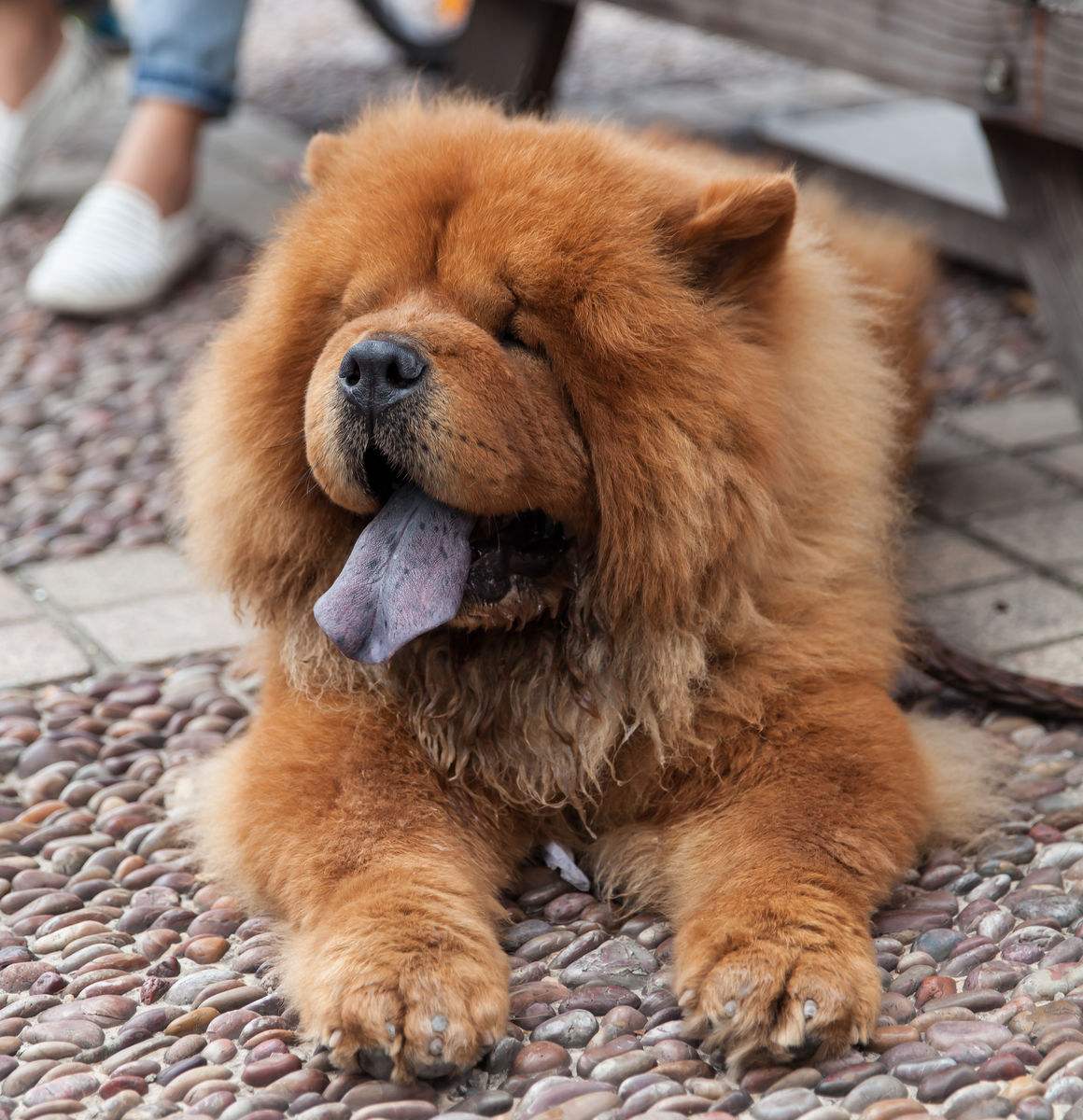 有問題找警察，薩摩耶派出所報案，不注意這件事，對狗狗致命，警察蜀黍卻幫不上忙！
