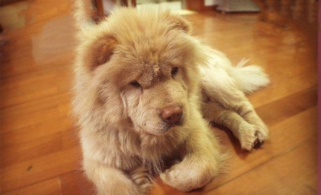 有問題找警察，薩摩耶派出所報案，不注意這件事，對狗狗致命，警察蜀黍卻幫不上忙！