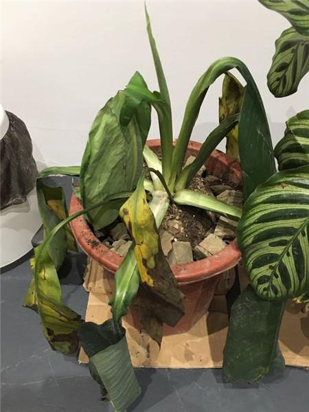 那些年，令我們哭笑不得的除甲醛經(jīng)歷……