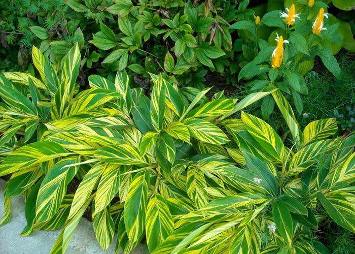 新房除甲醛，您一定不會失手！