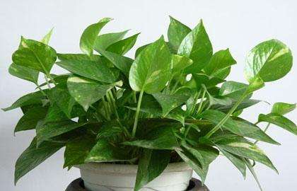 什么植物可以凈化空氣？
