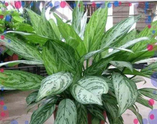 什么植物可以凈化空氣？