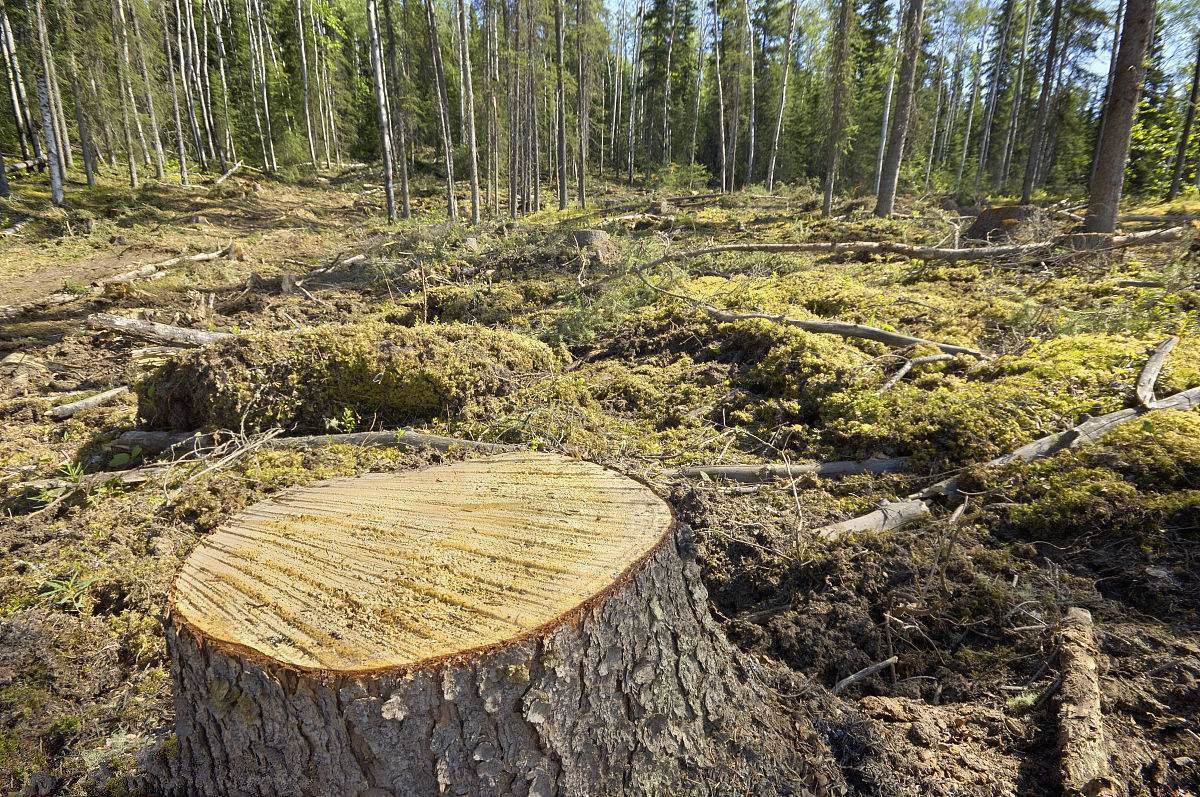 杜絕甲醛單純靠實(shí)木材料就足夠了嗎？這么想你就大錯(cuò)特錯(cuò)了！