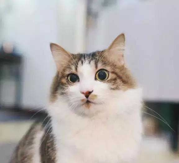 21天3000元重裝出租屋 除甲醛莫忘記！