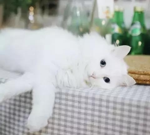 21天3000元重裝出租屋 除甲醛莫忘記！