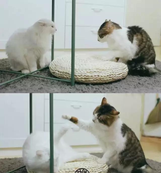 21天3000元重裝出租屋 除甲醛莫忘記！