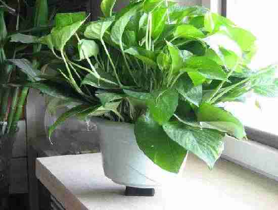 4個信號說明家里要除甲醛了，你發(fā)現(xiàn)了嗎