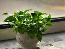 室內除甲醛方法你知道多少？哪些是有用的