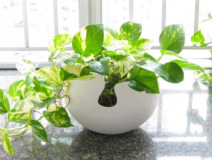 除甲醛，刻不容緩，專家教你如何除甲醛最有效