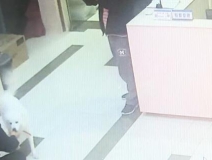 有問題找警察，薩摩耶派出所報案，不注意這件事，對狗狗致命，警察蜀黍卻幫不上忙！