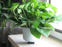 這些真的是除甲醛最有效的方法嗎？