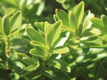 用這五個(gè)辦法進(jìn)行去除房間甲醛，入住后，絕不后悔！