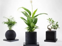 怎么除甲醛靠得牢？竹炭、植物成最大“騙局”