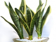 除甲醛最好用哪些植物？