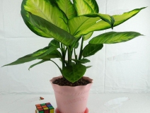 哪些植物可以除甲醛，本事最大呢？