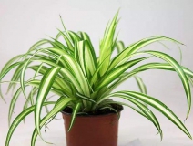 去除甲醛的綠植有哪些?你家里有嗎？