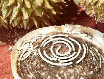 成分中有甲醛蚊香立馬變毒香，甚至還會致癌……