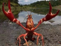 十三香、麻辣、清蒸、冰鎮(zhèn)小龍蝦，我卻吃到了甲醛“毒”龍蝦！