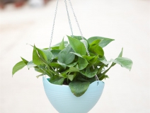 記住這四條規(guī)則，巧用植物甲醛治理！