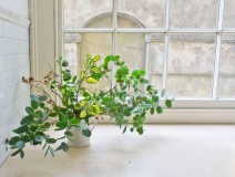 長春藤可吸收甲醛，蘆薈在晚上可吸收二氧化碳進(jìn)行治理