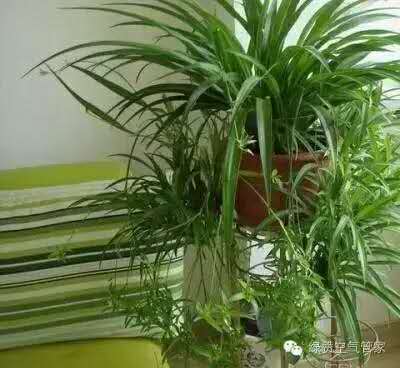 除甲醛，竹炭綠植不給力