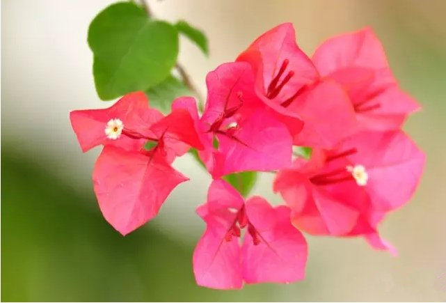 活性炭除甲醛有效嗎？