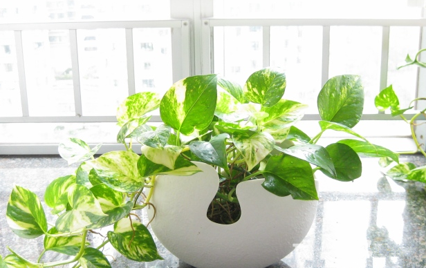 別大意！七大除甲醛“誤區(qū)”，信了你反而會(huì)生病！通風(fēng)、綠植、活性炭、熏蒸……你中招了嗎？