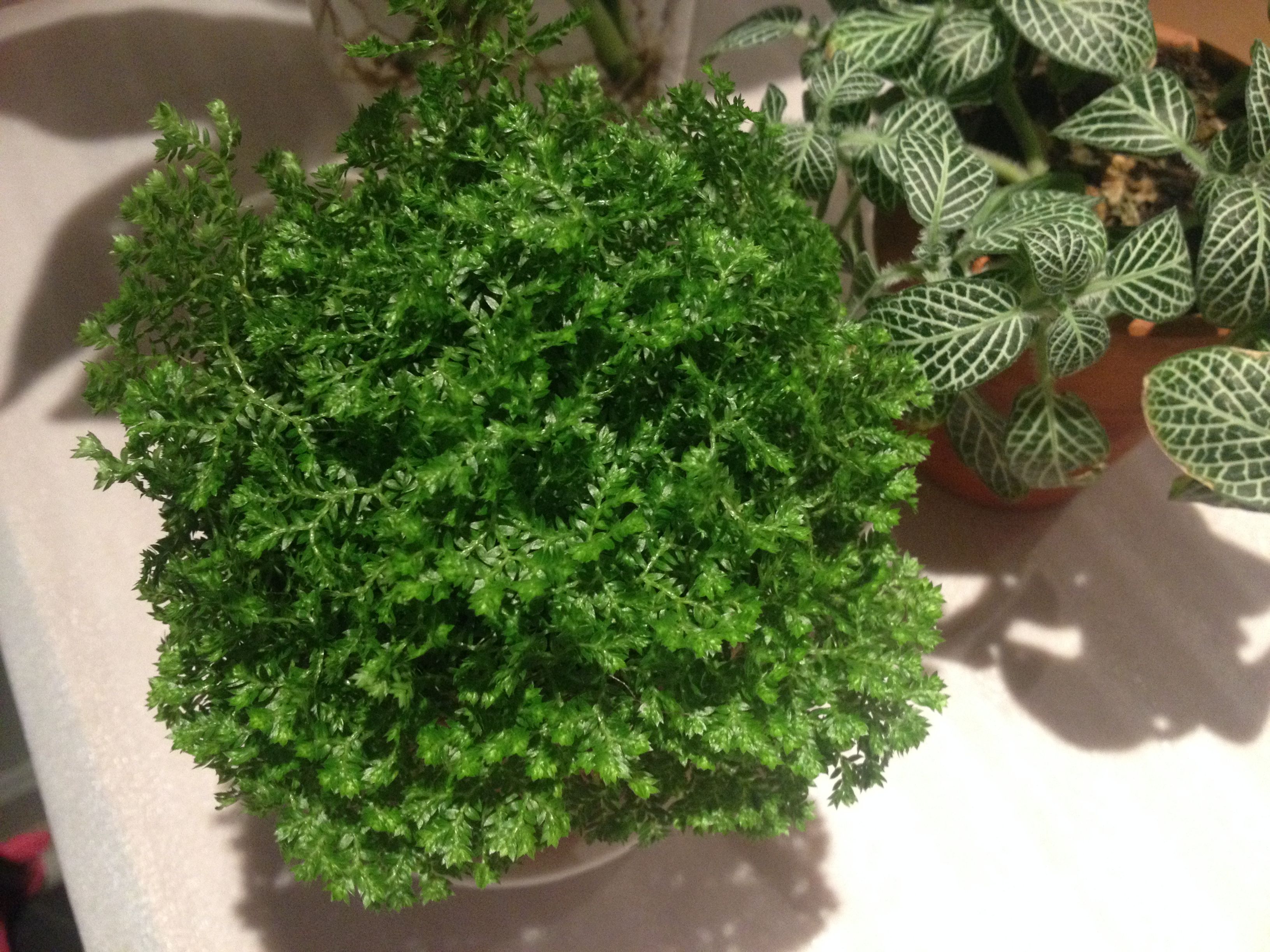 喜遷新居，母子卻因此雙雙“中招”，裝修后除甲醛這件事，想必您也會中招！