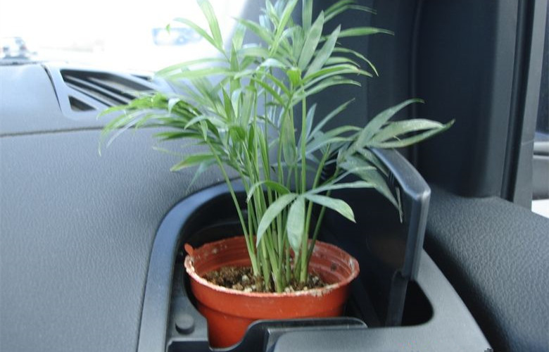 哭笑不得！這三個誤解居然讓車內(nèi)甲醛超標(biāo)嚴(yán)重！